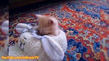 FUNNY VIDEOS: Funny Kittens Falling Asleep Funny Cats Kitten Funny Videos Compilation