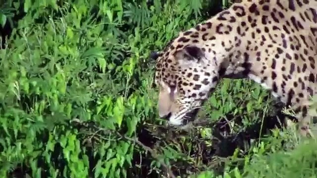 Un jaguar saute dans l'eau et s'empare d'un caïman