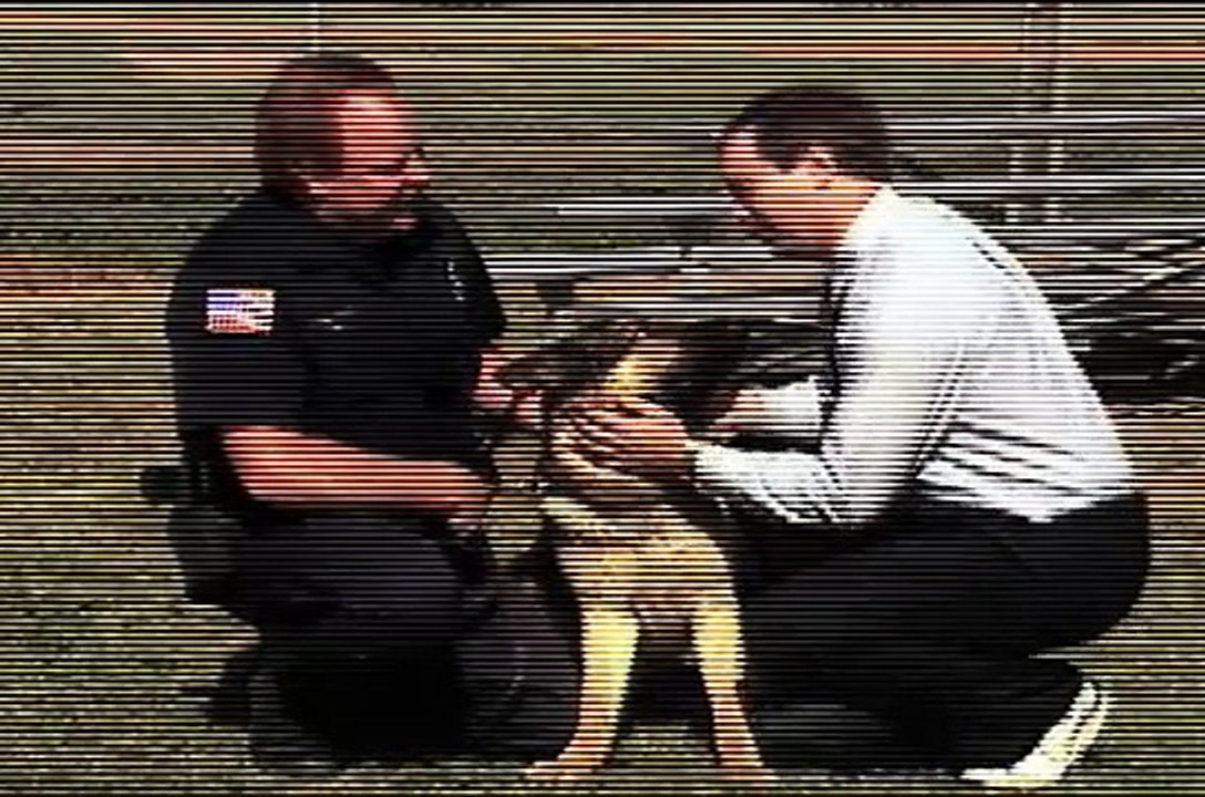 Untamed and Uncut Attack Dog Bites Reporter