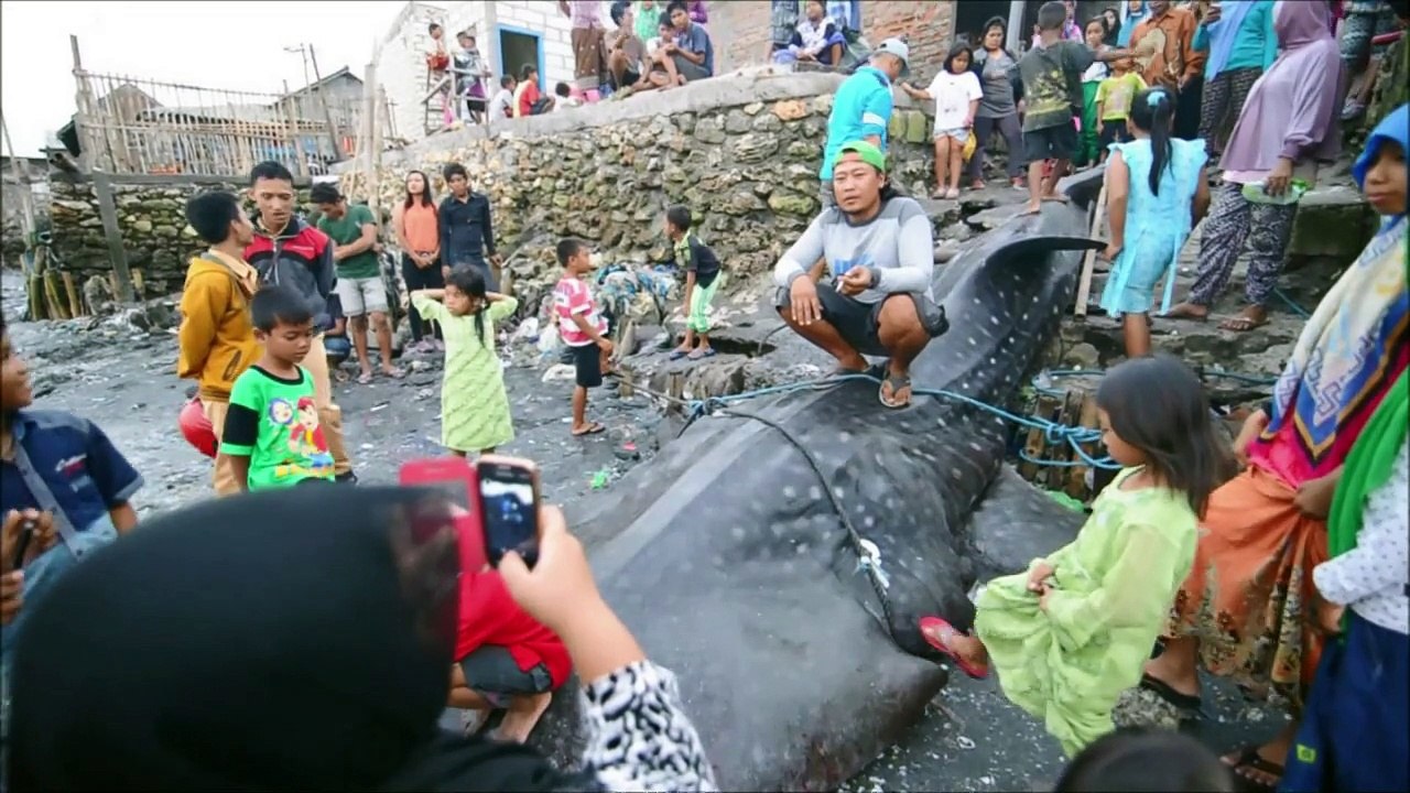 Rekord-Walhai in Indonesien begraben