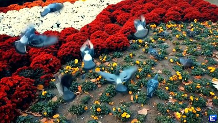 Александр Панайотов - За горизонт (HD)