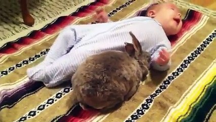 Cutest Babies And Animals Compilation - Video Dailymotion