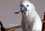 Cockatoo Loves to Play With Her Spoon