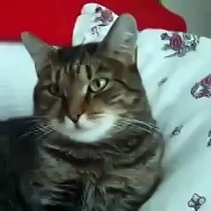 Кот, который не любит цветы просто в ШОКЕ от происходящего ))))))