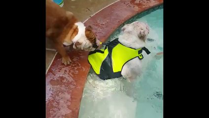 Adorable Doggy Lifeguard Rescues Fellow Bulldog