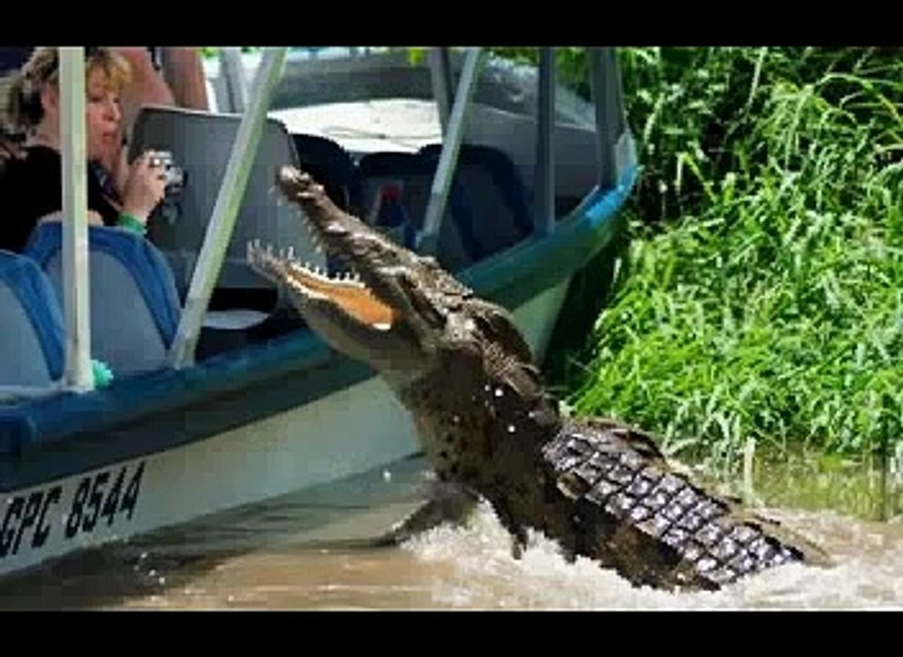 animal-attacks-humans-v37-F1RxBGk