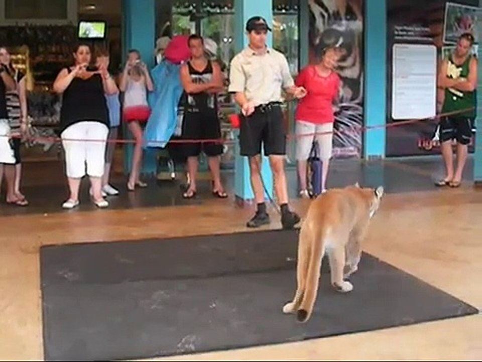 Animal-Attacks-its-Next-Meal-Cougar-Slam-Dunk-Caught-On-Tape-Animal-Kingdom-Encounter-HUuiMwhBDsQ