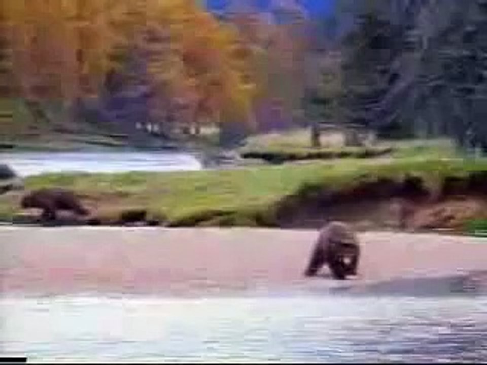 bear-attack-man-f94WI-0chv4