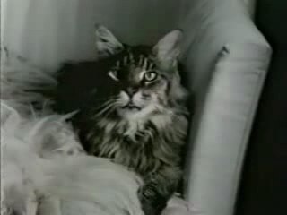 stripe tees avec slipe souris