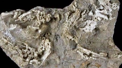 Baby Dinosaur Fossils Found in 'Dragon's Tomb'