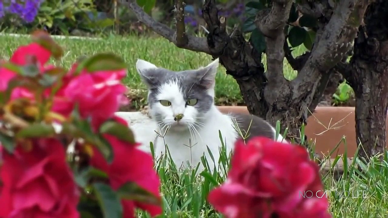 Funny Cats Compilation (Most Popular) Part 1