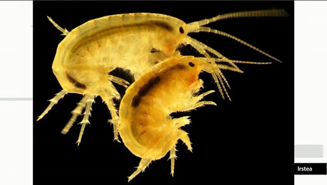 Le gammare, sentinelle de l'environnement (Planète Environnement)