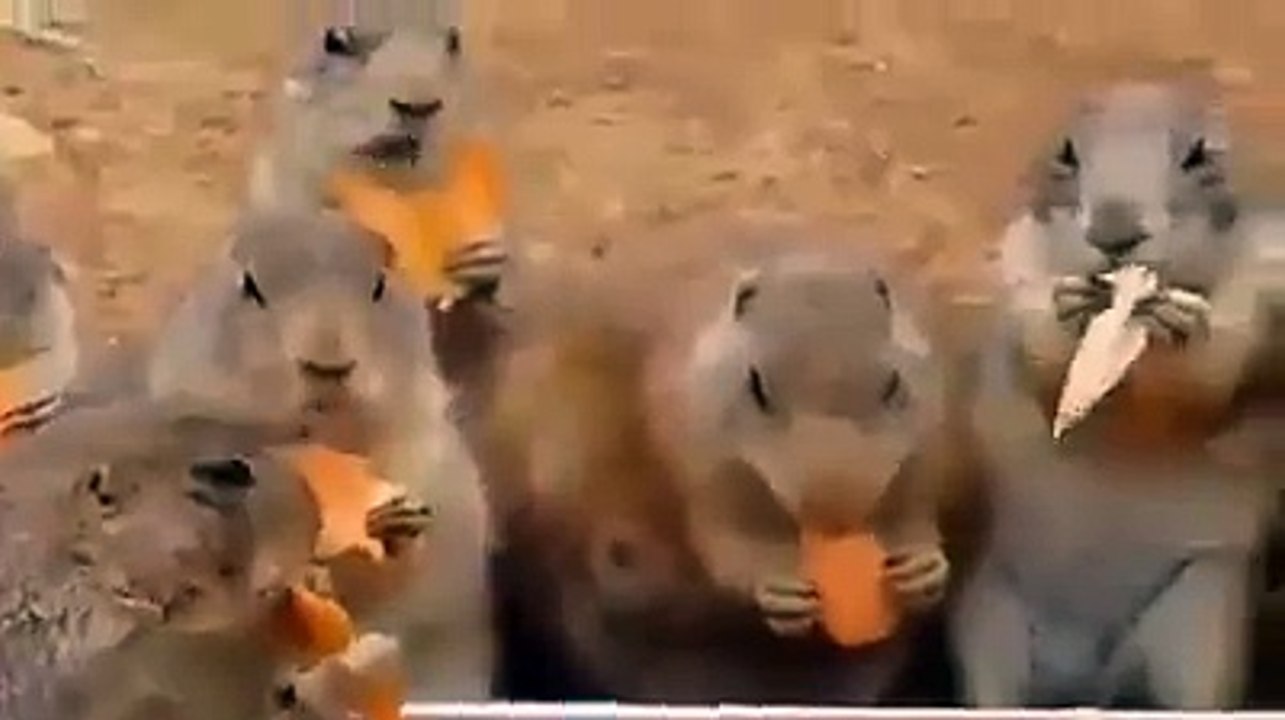 Mango Lover funny video