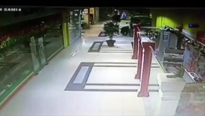 Un ours abattu en Russie après une virée dans un centre commercial