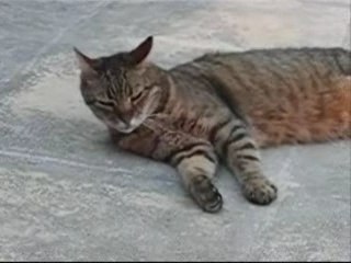 SHERKAN MON PTIT LOUP