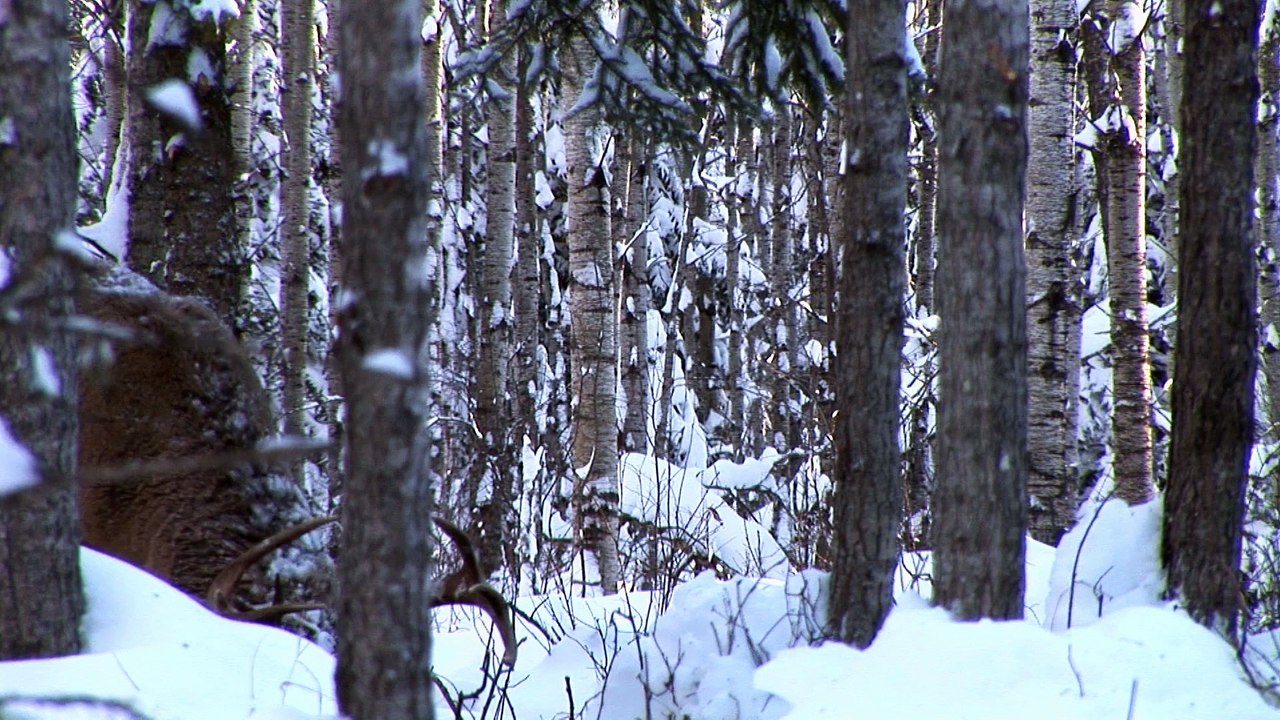 Мифика 2: Тёмные времена (фэнтези)