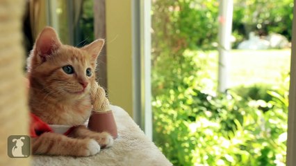 Orange is the New Black (Cute Kitten Parody)