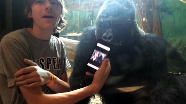 He showed a gorilla photos of other gorillas on his phone. Watch the gorilla's reaction!