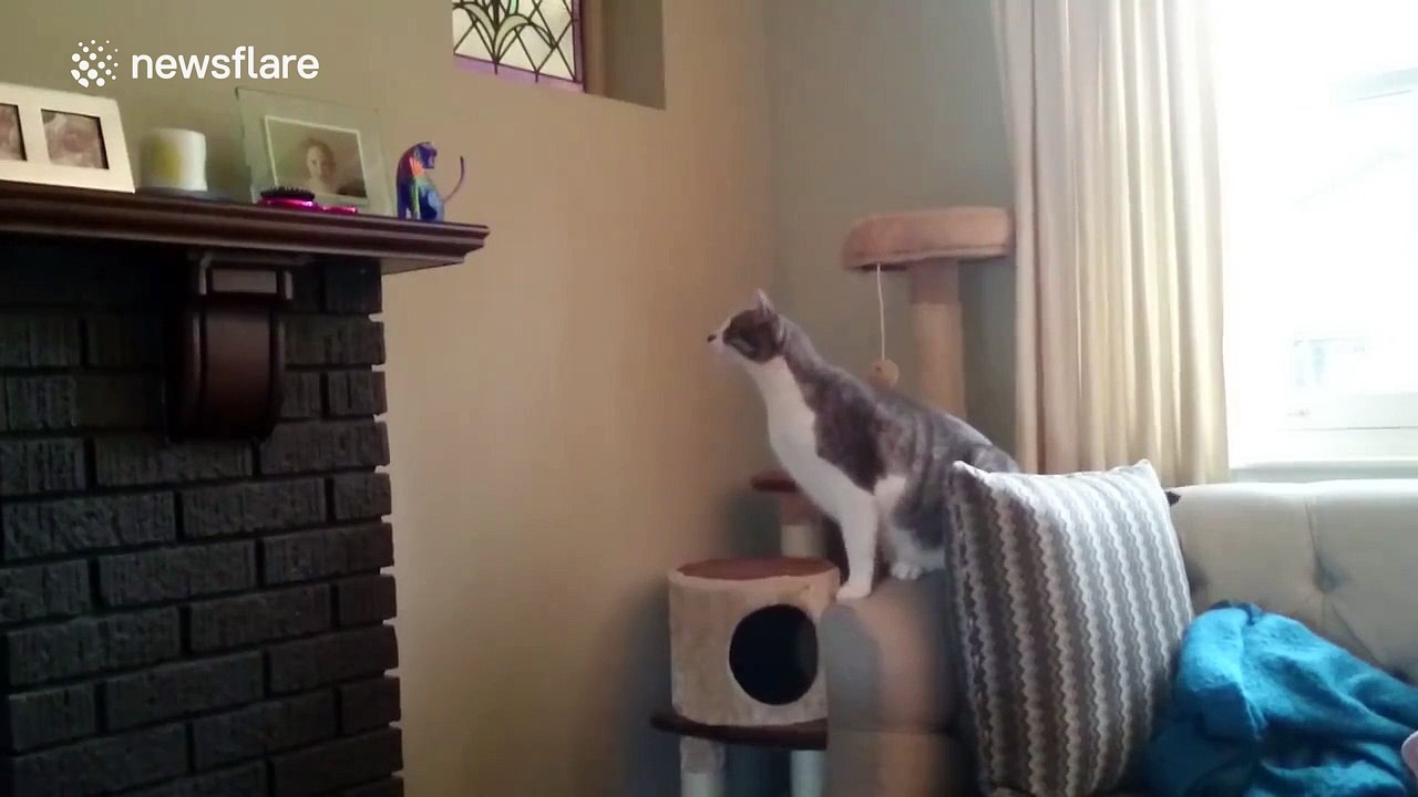 Cat hilariously confused by cat ornament on mantelpiece