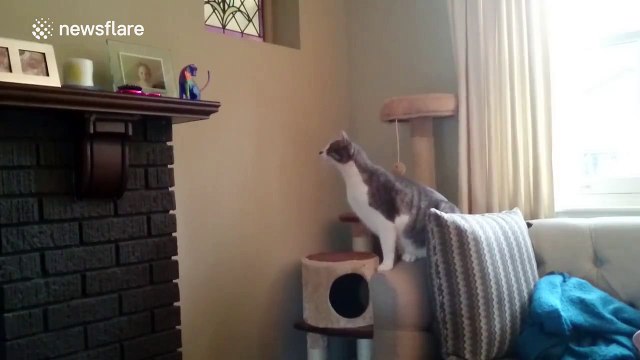 Cat hilariously confused by cat ornament on mantelpiece