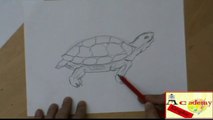imparare a disegnare una tartaruga