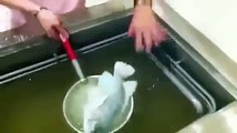 Il plonge un poisson dans l'azote liquide et reste bouche bée devant le miracle qui se produit