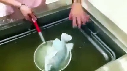 Il plonge un poisson dans l'azote liquide et reste bouche bée devant le miracle qui se produit