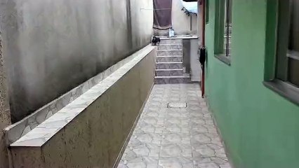 Un teckel tente le moon walk sur un muret