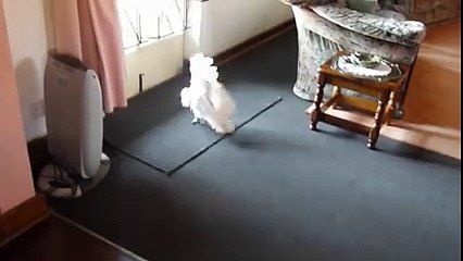 Funny Swearing Cockatoo Parrot