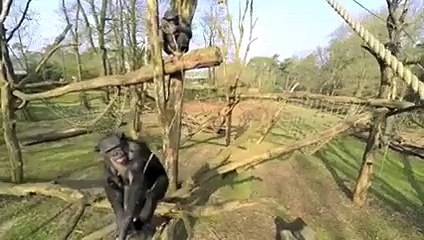 Animals fight with recording Camera