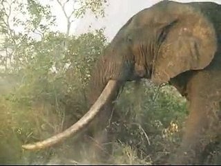 Ecco Duke, l'elefante più grande al mondo!