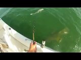 Pesce gigante inghiotte uno squalo, le immagini fanno il giro del web