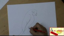 imparare a disegnare un pappagallo