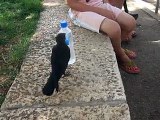 Il video del corvo intelligente che, assetato, chiede acqua ai passanti