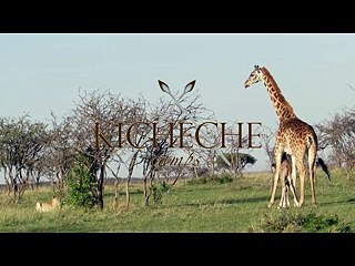 Mamma giraffa difende il suo piccolo da un branco di leoni