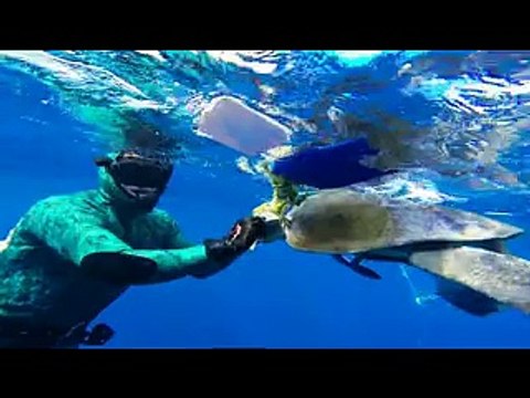 Il ringraziamento della tartaruga liberata