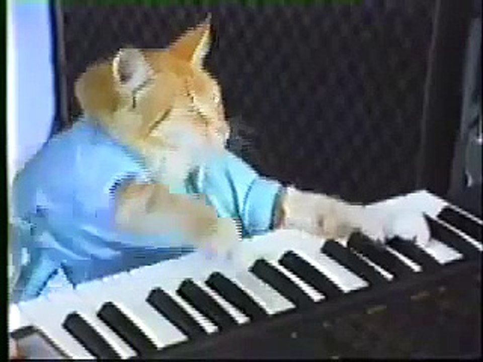 Il video del gatto che suona il pianoforte