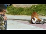 Il video virale del cane che va sullo Skateboard