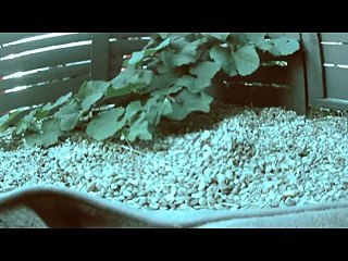 Il video che mostra come vedono gli animali