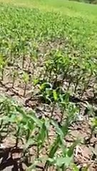 Il toccante video del taglialegna che salva la vita ad un orso