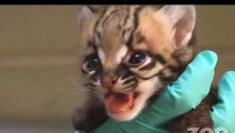 La video compilation degli animali più dolci del web