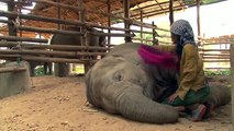 Il video della domatrice che canta la ninna-nanna ad un elefante