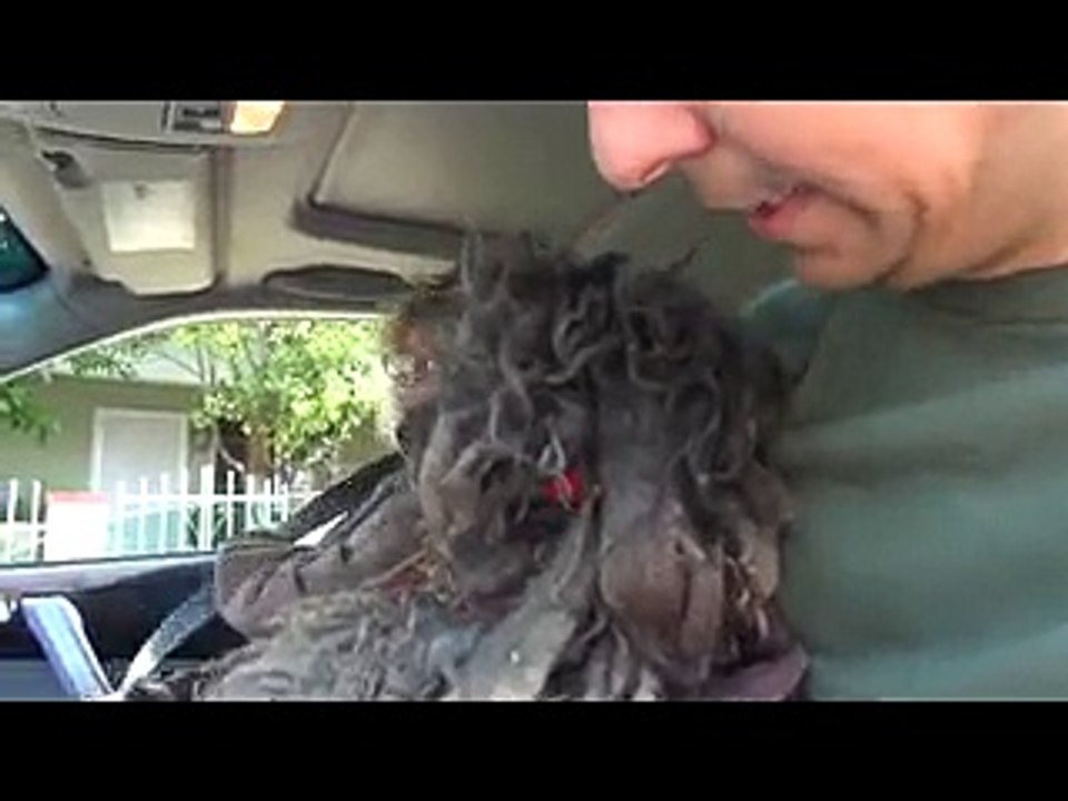 La trasformazione del cagnolino Theo, il cane barbone