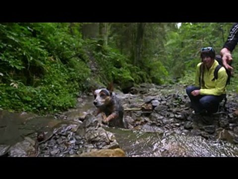 Il video del cane che vola con la tuta alare