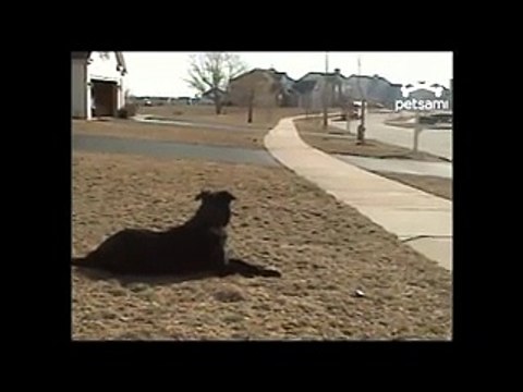 Il cane che aspetta il padrone per portargli lo zaino a casa