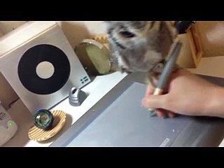 Il gufetto che non vuole mollare la mano del suo padrone a lavoro