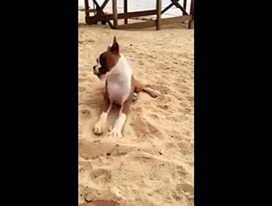 Un cane mangia un limone. Ecco la fantastica reazione!