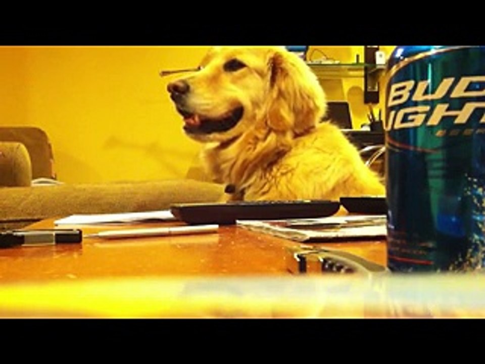 Il cane che ride quando sente il suono di una chitarra - Video Dailymotion