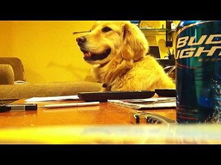 Il cane che ride quando sente il suono di una chitarra