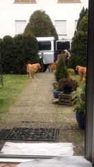 Ces chiens aident Maman avec ses course !